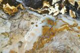 Colorful, Hubbard Basin Petrified Wood Slab #141078-1